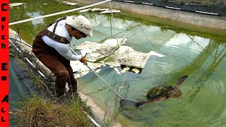 TRAPPED FISH and TURTLES in ABANDONED PONDS! **Catching them out before they REBuild**