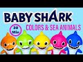 Learning Colors with BABY SHARK - Learn Sea Animal Names and Meet Colorful Fish in the Ocean