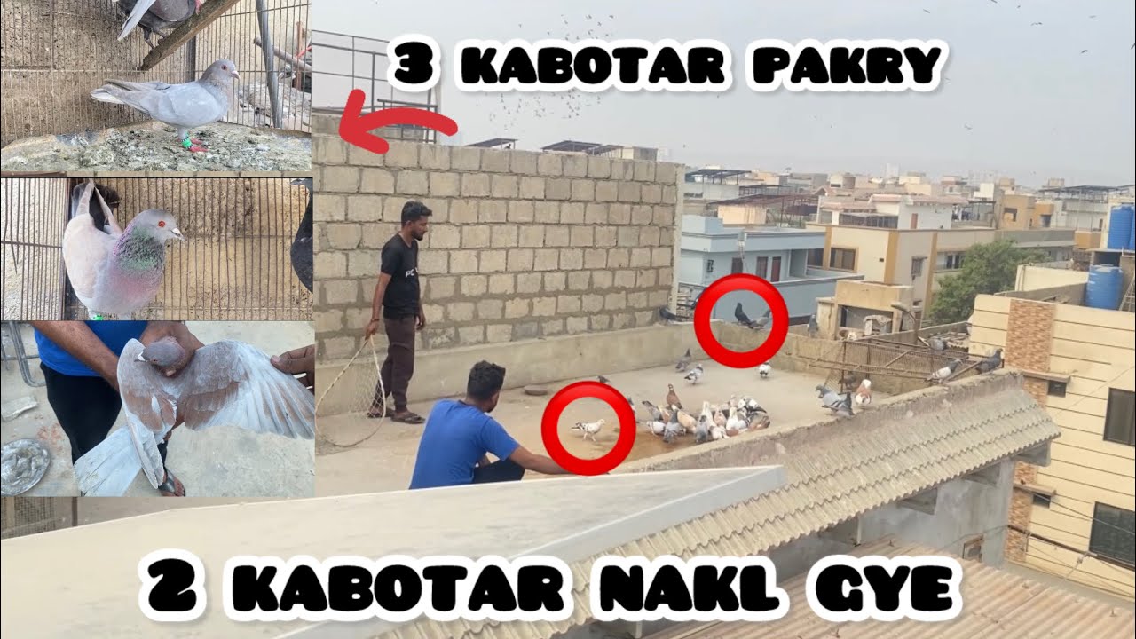 3 kabotar pakry Full video @shehrmaindihat @itspigeonlover 24 December 2025
