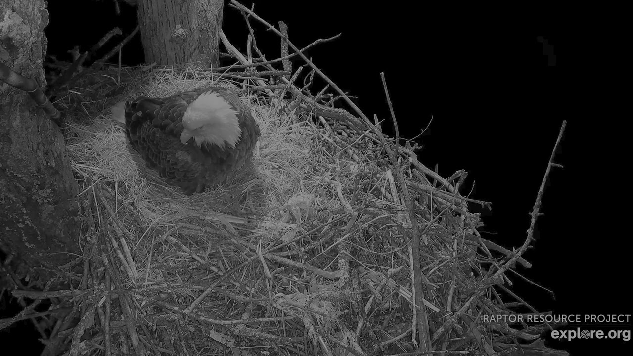 Decorah North Eagles 3-7-26, 6:35 pm First egg of the season for DNF! and 1st egg roll!