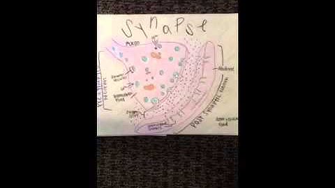 Bio 201 Model Project: Synaptic Communication