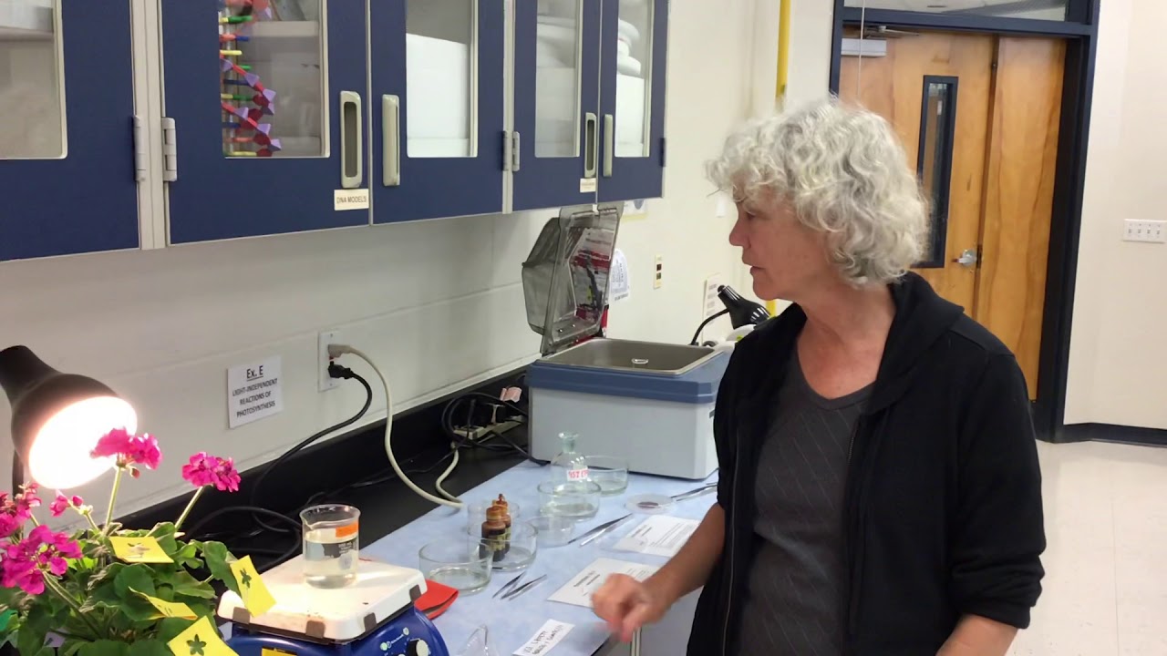 SF Photosynthesis Lab Part E YouTube