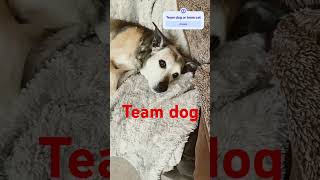 Team dog or cat #cat #Dog