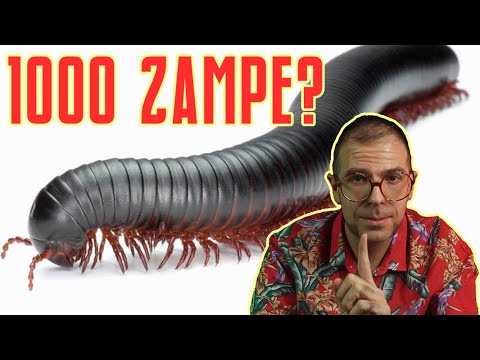 Video: Millepiedi gigante: descrizione e foto. Che aspetto ha un morso di scolopendra?