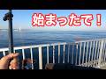 【始まったで!】静かな堤防に響き渡るドラグ!みんな見ている前でブリとの格闘はたまらない!【ショアジギング/飲ませ釣り】
