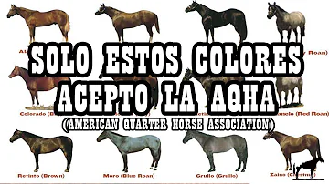 ¿De qué color ve mejor un caballo?