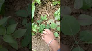 Chhuie Muie Mui Flower Pudic