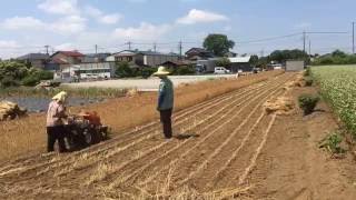 自然栽培小麦（農林61号）の収穫を37秒で！　2016年6月8日【明石農園】