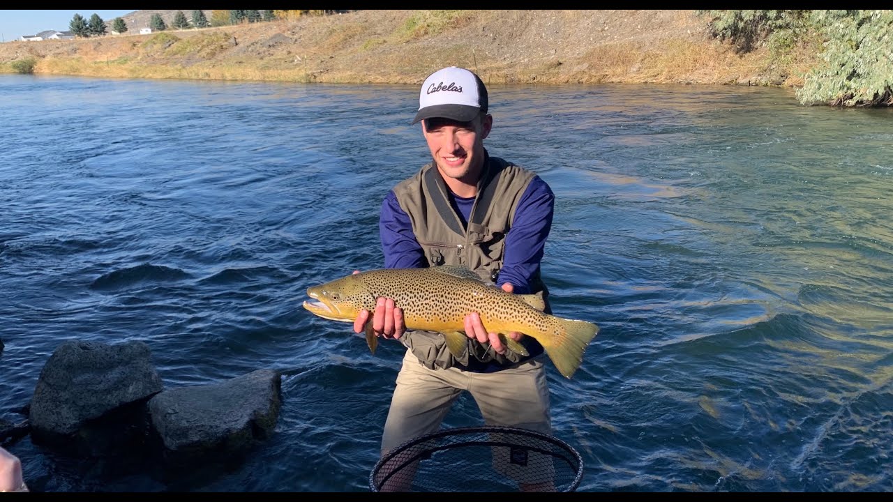 MASSIVE SNAKE RIVER BROWN TROUT MENAN, IDAHO YouTube
