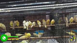 HARGA KENARI TERBARU MAKIN MURAH !!! KENARI BAHAN SUPER MEWAH