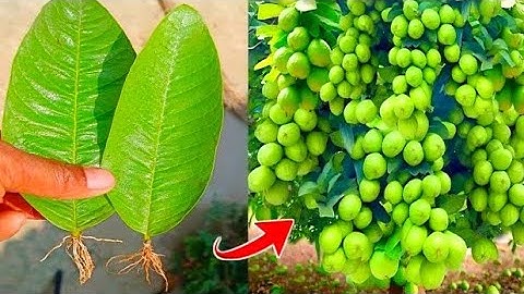 How to grow guava trees from guava leaves - With 100% Success 2023.