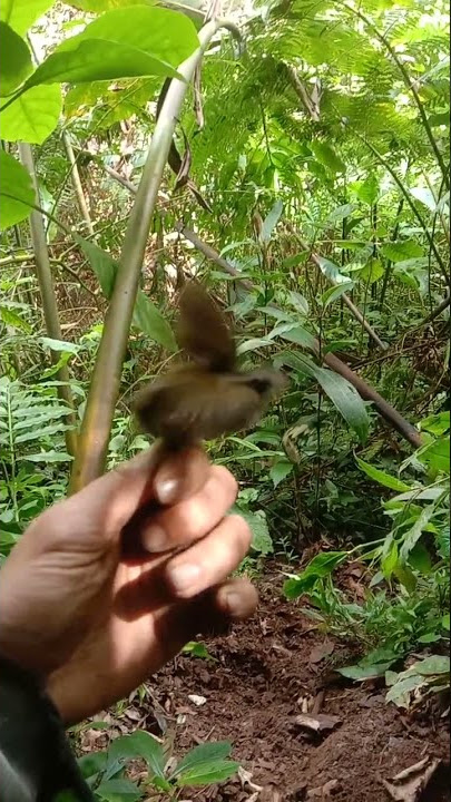 tesia jawa gacor di tangan