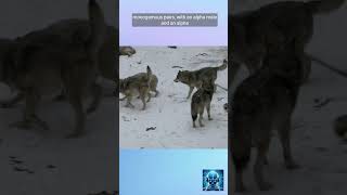 How A Pack Of Wolf Family Live Resimi