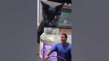 Cat Reacts to Catnip 😸🐈‍⬛ #catnip #cats