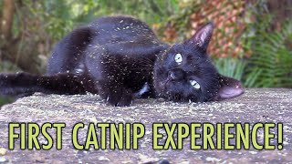 Feral Cat Reacts to Catnip for the First Time!