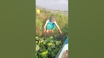 Đặt lợp bắt cá trên đồng mùa nước nổi tập 13 #automobile #funny #farming