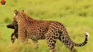 15 Crazy Moments! Injured Leopard Fights Warthog and Wild Animals | Animal World