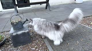 Iphone 13 Pro Max 4K60 HDR Sample Midas by Midas The Persian Cat 4,155 views 2 years ago 3 minutes, 22 seconds