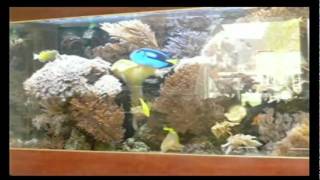 zeeaquarium mrt2011 Barneveld City.avi