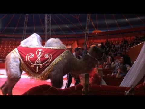 Цирк: Животни
