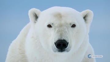MIRACLES OF CREATION # ANIMALS # HOW DID THE POLAR BEAR HAVE ITS FUR?