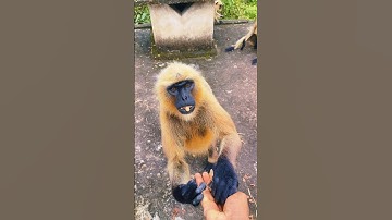 Hanuman #hanuman #bajrangbali #jaihanuman #jaishreeram #shorts #monkey #yt