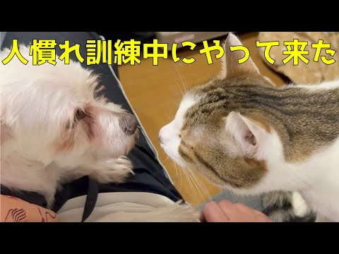 人慣れ訓練中に嫉妬した猫がやってきた。