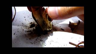 CP Video Series Episode 30 - Nepenthes gracilis "Black" dissection.