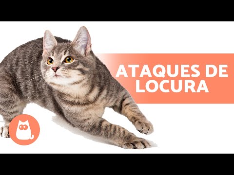 Video: ¿Pueden los gatos comer tocino?