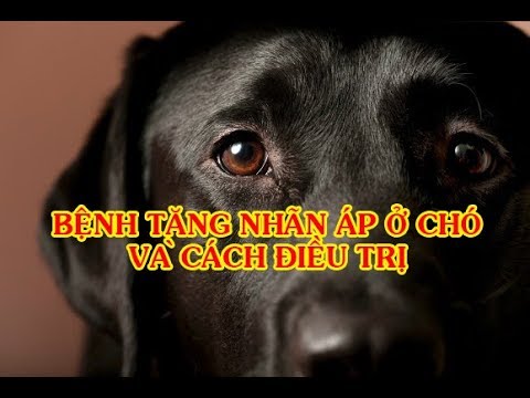 Video: Các Triệu Chứng Bệnh Tăng Nhãn áp ở Chó - Phương Pháp điều Trị Bệnh Tăng Nhãn áp Cho Chó