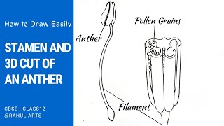 How to Draw Stamen And 3D cut of an Anther step by step