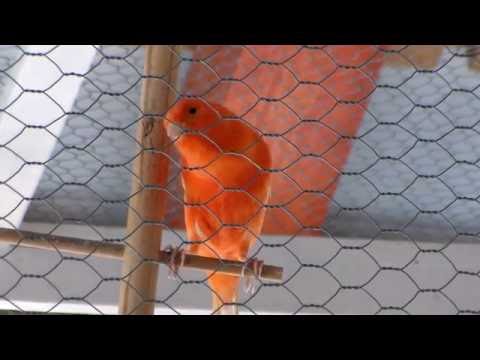 Canary breeding season
