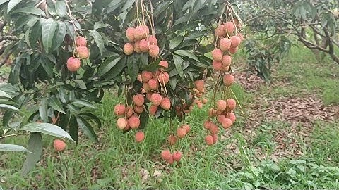 vải thiều lục ngạn vườn vải u hồng khoảng 5 tấn giờ mới bắt đầu chín tai biển động lục ngạn p2