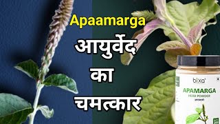#Chichdi #Latjeera #Apamarga-आयुर्वेद की सर्वोत्तम औषधि। 100% बीमारियों को जड़ से ठीक करें।
