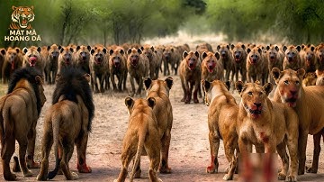 SƯ TỬ VỚI LINH CẨU! Cái Kết Khi Kẻ Đi Săn Gặp Kẻ Cướp Mồi Dữ Dội Nhất Châu Phi | MMHD