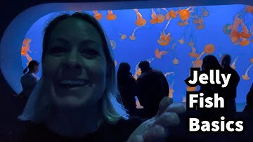 356 - How does a jellyfish move without a brain?