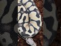Desert Ghost Ball Python!