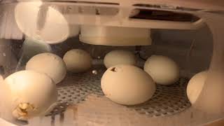 Buff ducks hatching in time lapse