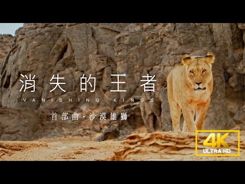 台綜-聚焦全世界-EP 44- 消失的王者-首部曲:沙漠雄獅