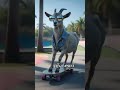 life is too short #ai #viral #goat
