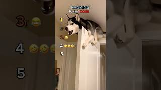 Ranking Funny Dogs😂🤣 Best Moments 🤣 #dog #shorts #funny