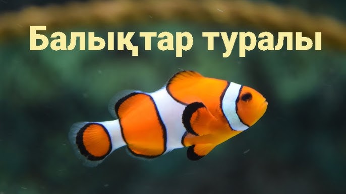 Дик соратын балық туралы бейне