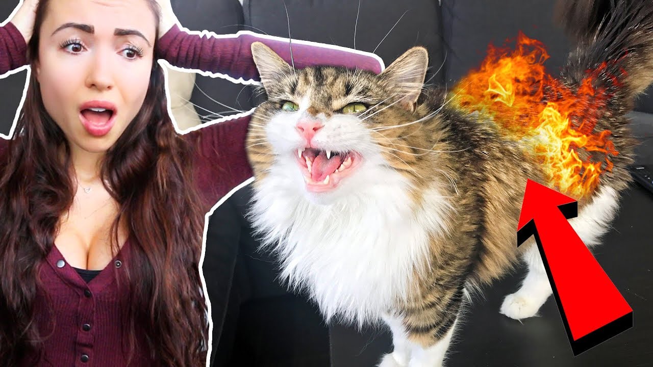 MY CAT CAUGHT ON FIRE!! - YouTube