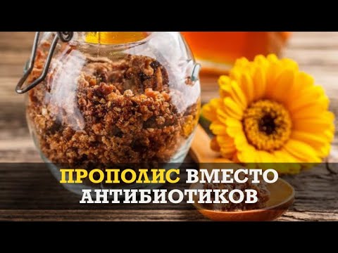 Прополис вместо антибиотиков