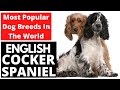 English Cocker Spaniel | Most Popular Dog Breeds In The World!!!