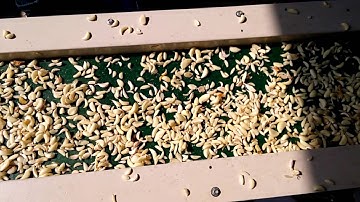 Garlic Sorting Machine