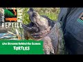 LIVE WITH TURTLES | AUSTRALIAN REPTILE PARK