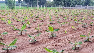BANANA FARMING Using RAINWATER | Banana Sapling sowing | Farming videos | Part 1