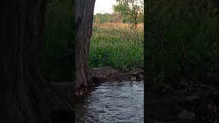 save me from this pain,,, #music #vloglife #ruralvlog #naturevlog #trend #viral #musik
