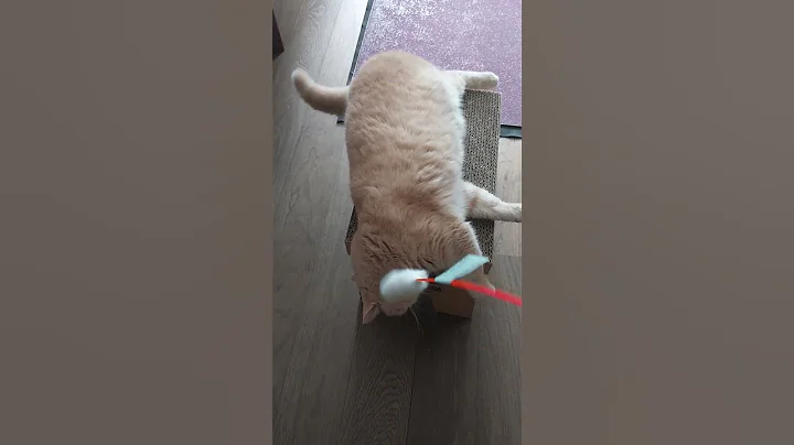 Video 11801261: britishshorthair cats cutecat, britishshorthair kucing